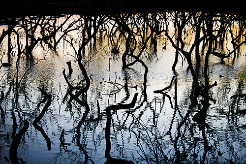 Mangroves in Kerala, India, destroyed to make way for elevated huts for the poor. Photo courtesy of Baban Shyam Mangroves in Kerala, India, destroyed to make way for elevated huts for the poor. Photo courtesy of Baban Shyam