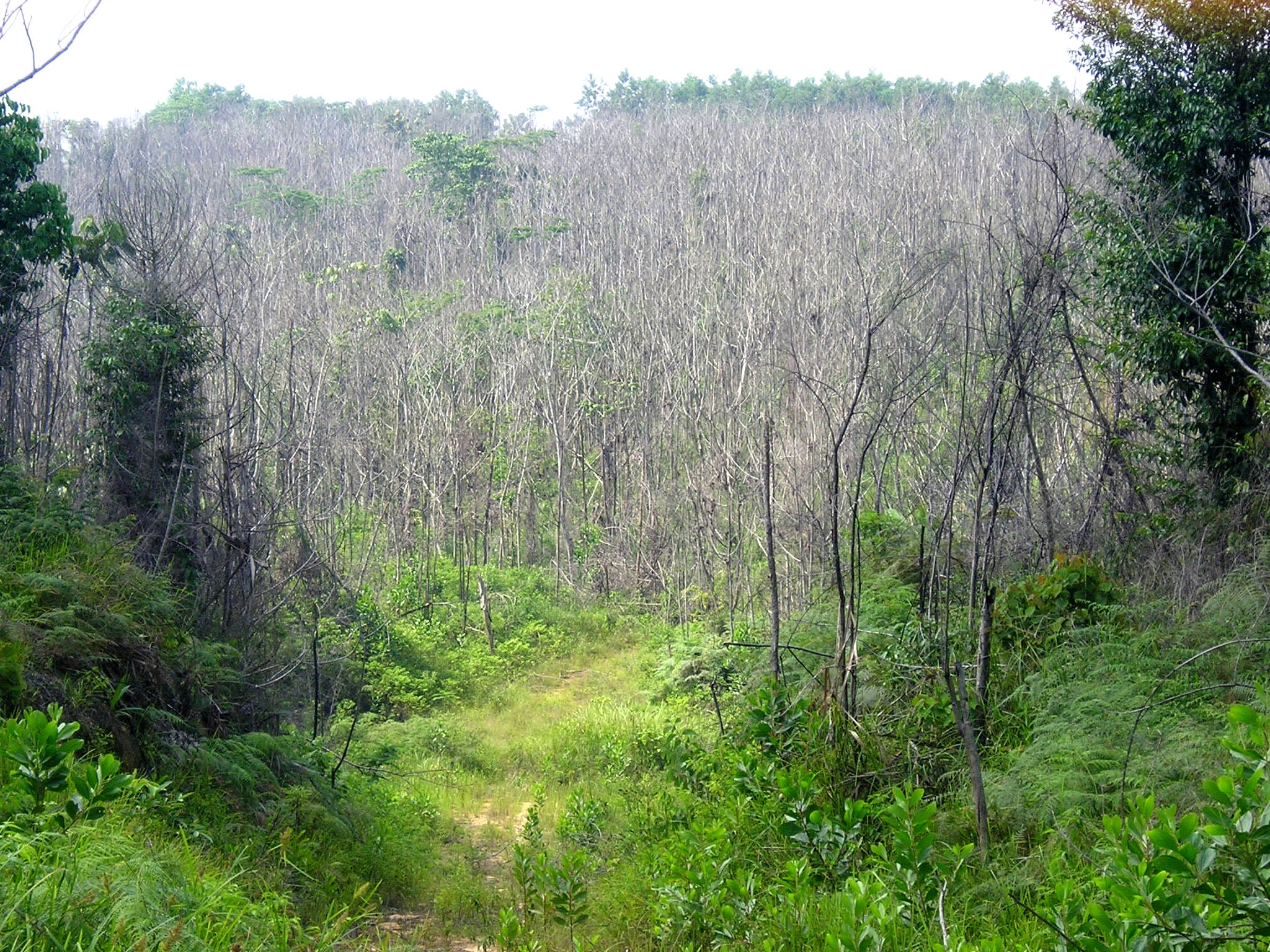 Dead Standing Tree