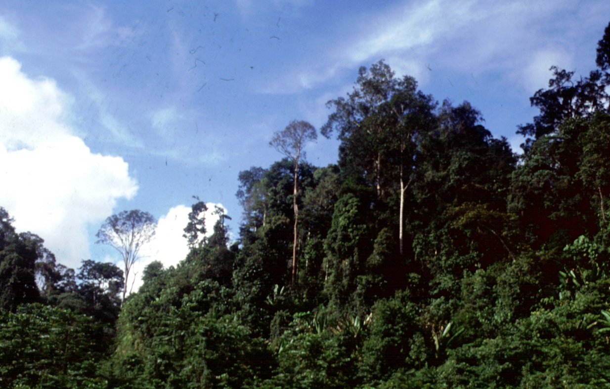 East Kalimantan Forest