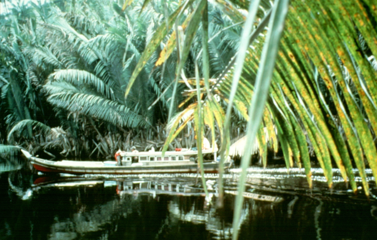 Hutan Jambi