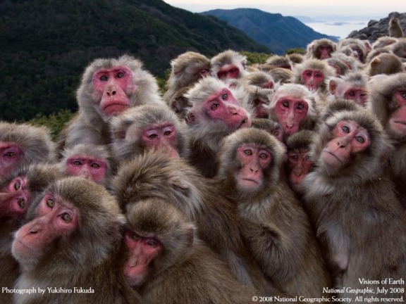 japanese-macaques-huddle-for-warmth