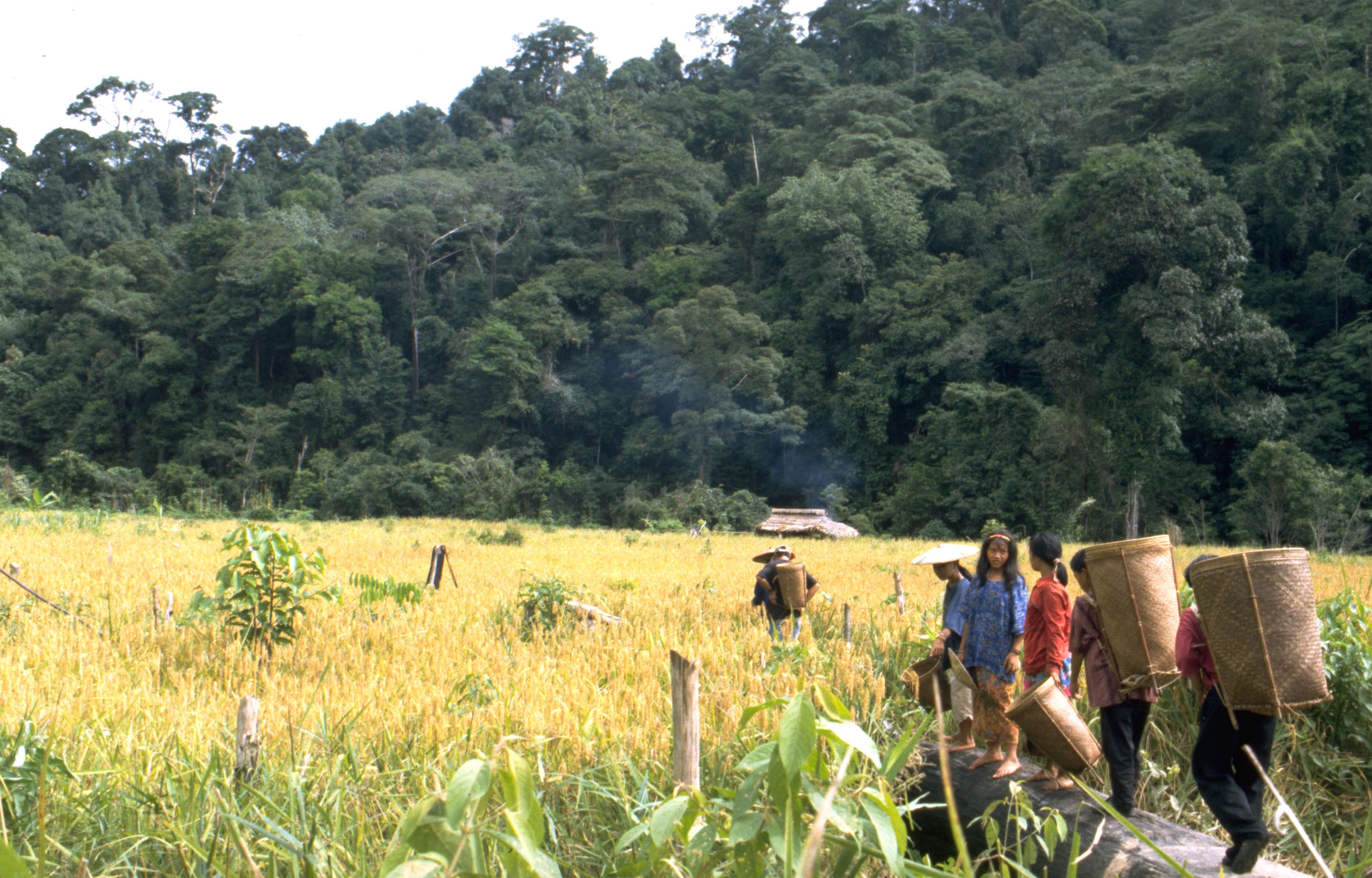 Forest and Paddy Field 2