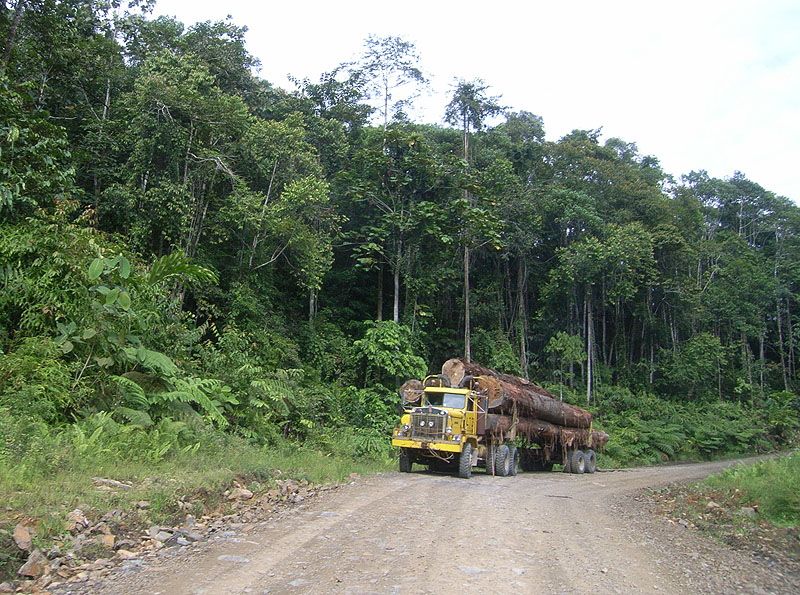 logging_hari