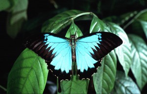 Butterfly in the Indonesian jungle