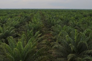 Oil palm plantation PT Bakrie in Petaling, Sumatera - Indonesia.