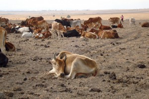 cattle kenya drought 2009
