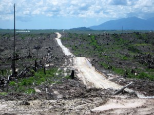 Controversial palm oil logging in Borneo