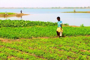 Hand irrigation of commercial vegetable gardens at the dry forest margins in Burkina Faso