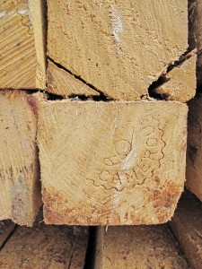 Once government officials have received their informal payments, or bribes, they stamp planks with an embossed hammer to provide proof of ‘legality’. Only then can traders shift their timber.