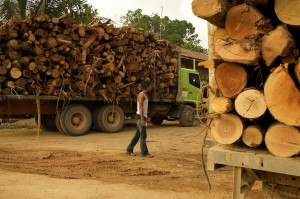 APP wood