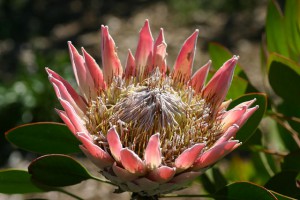 africa flower