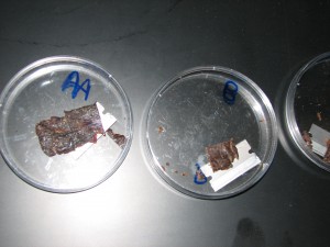 A suspected bushmeat sample in the lab for testing. Photo Sarah Burgess-Herbert