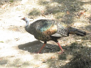 Bushmeat story