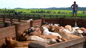 cattle ranch
