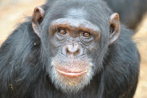 chimp