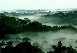 congo mist