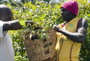 forest community cameroon