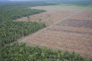 indonesia palm oil