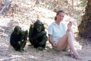jane goodall and chimps