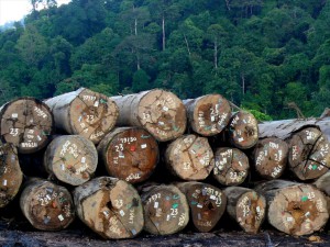certified timber
