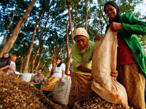 Photo by Murdani Usman for CIFOR.