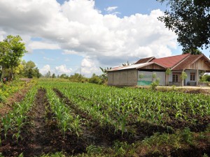 Kalampangan village, a transmigrant village which has become a successful fresh vegetable supplier for Palangka Raya, Central Kalimantan.