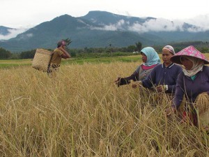 Women harvest rice in the remote village of Tanjung Alam in the highlands of Jambi Province, Sumatra. Photo courtesy of Rainforest Action Network/flickr.