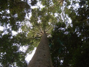 Forest scenery in Indonesia. Photo by Dede Rohadi/CIFOR