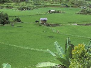 Landscape of fields and homes, Indonesia.