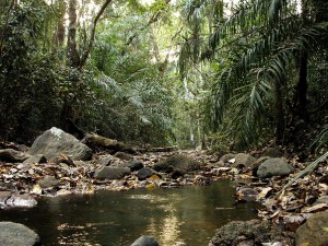 Gashaka Gumpti National Park, Nigeria