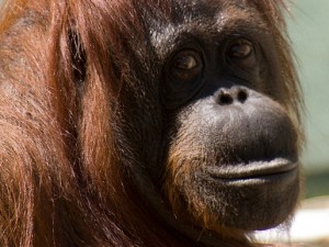 orangutan