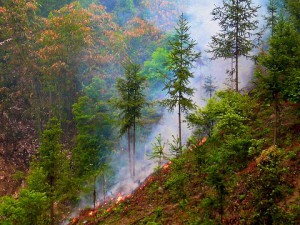 Photo courtesy of Nick Hogarth/CIFOR