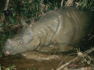 Javan-Rhino-camera-trap