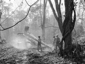 Burmese Teak Industry
