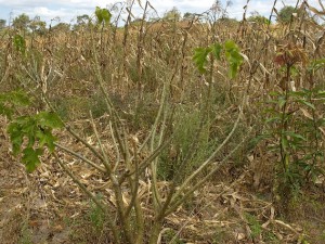 jatropha