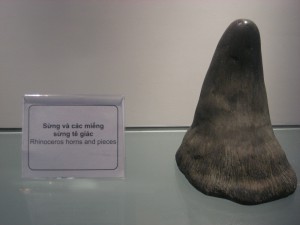 rhino horn