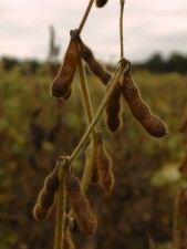La dette carbone des cultures de soja est la moins longue à rembourser. Crédit photo : Ryan/flickr.