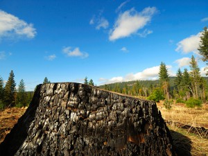 California forest