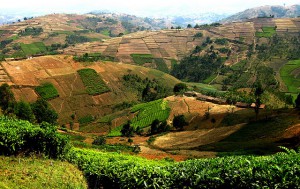 Until recently, most of these hills in the Burundian countryside were completely forested.