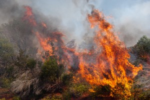 forest fire