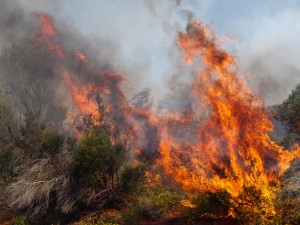 forest fire