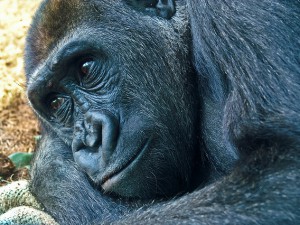 gorilla