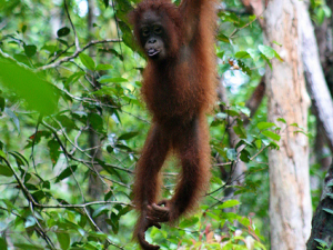 orangutan