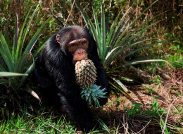Western chimpanzee young male 'Jeje' aged 13 years stealing pineapples from villagers fields