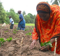 africa farm