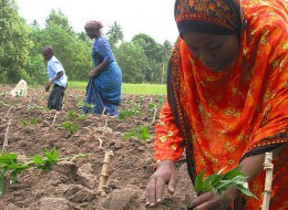 africa farm