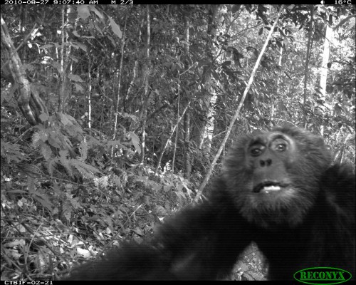 A chimpanzee curiously examines one of the cameras. The Institute of Tropical Forest Conservation, the Uganda Wildlife Authority and the Wildlife Conservation Society.