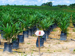 Palm oil nursery in West Kalimantan