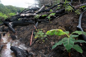 slash and burn agriculture
