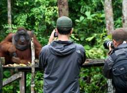Orangutan ecotourism